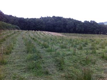 Grass cutting between young trees